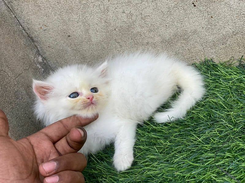 High quality persian tripple coated kittens 0