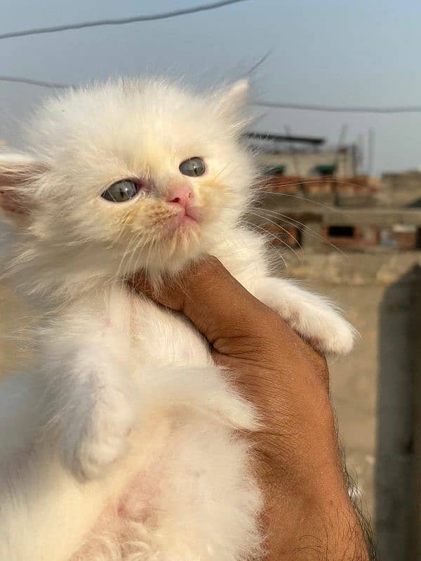 High quality persian tripple coated kittens 5