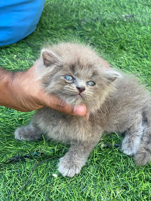 High quality persian tripple coated kittens 1