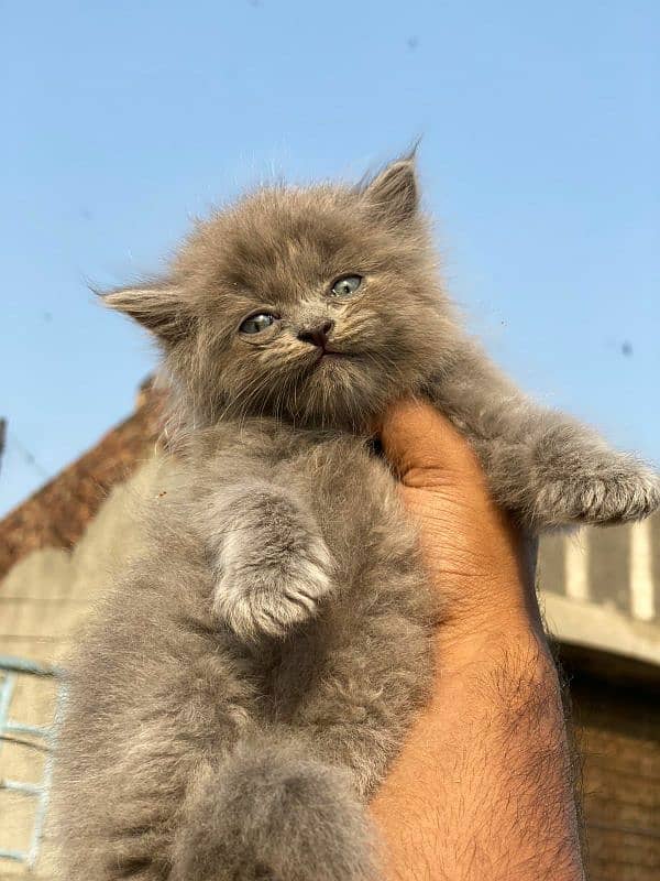 High quality persian tripple coated kittens 7