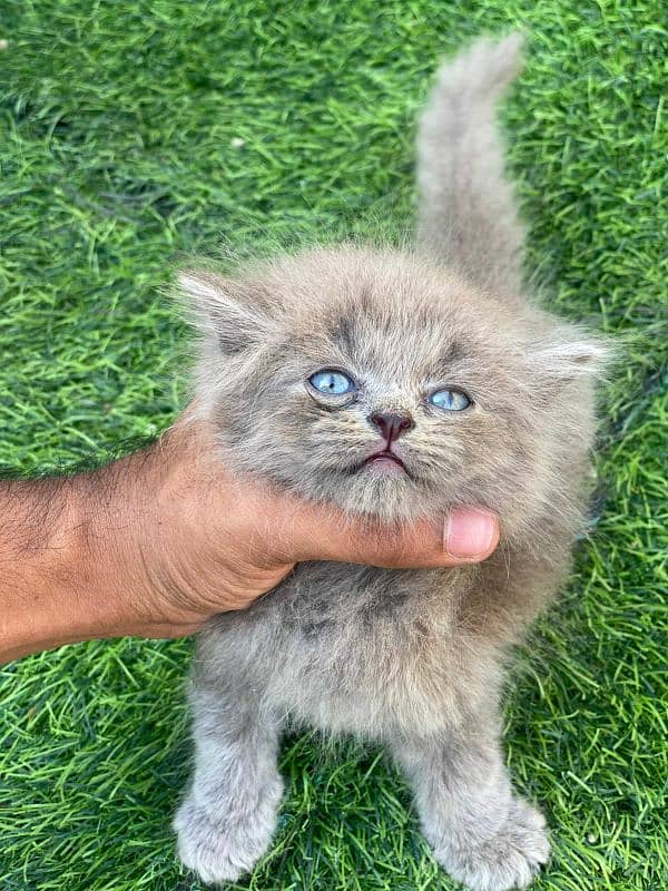 High quality persian tripple coated kittens 8