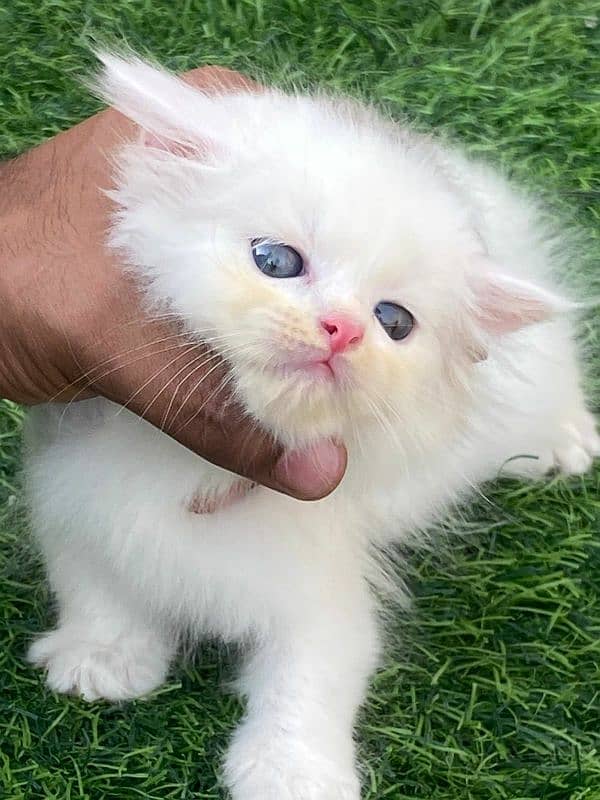 High quality persian tripple coated kittens 10