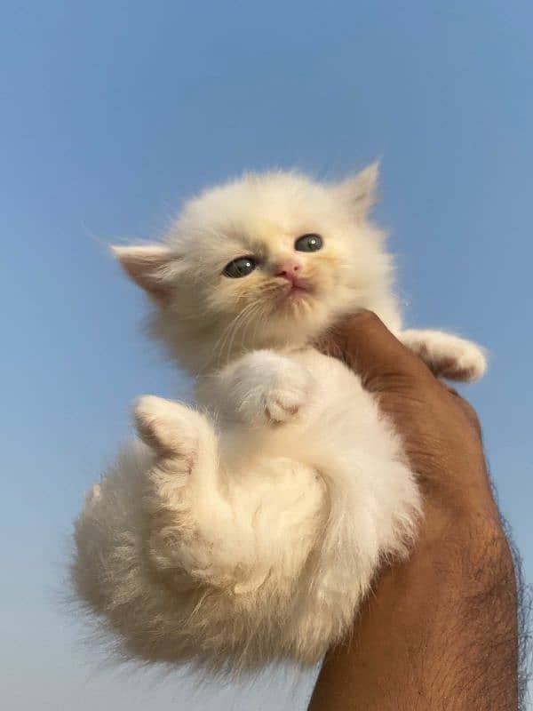 High quality persian tripple coated kittens 11