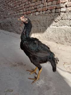 asseel /pure sahiwal breed 0