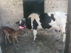 Cow for sale Cholistani jersey Cross 0