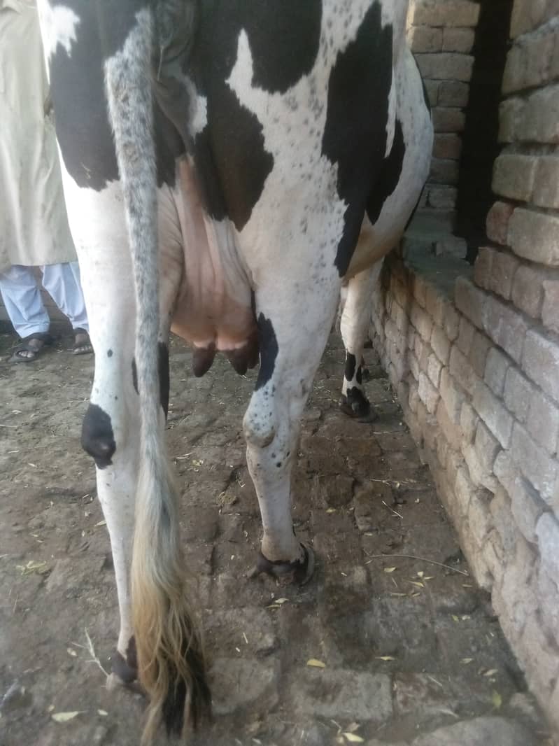 Cow for sale Cholistani jersey Cross 1