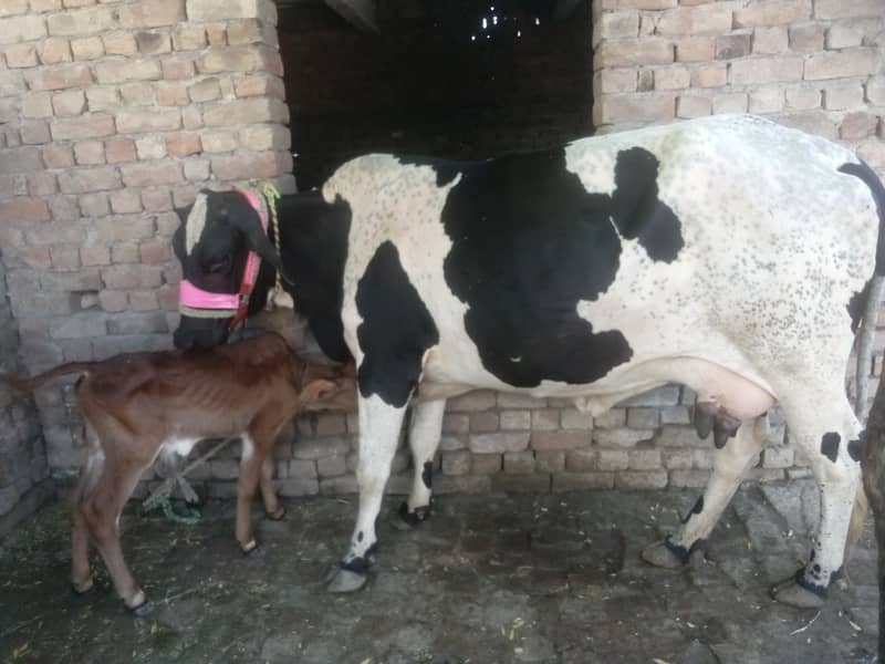 Cow for sale Cholistani jersey Cross 2