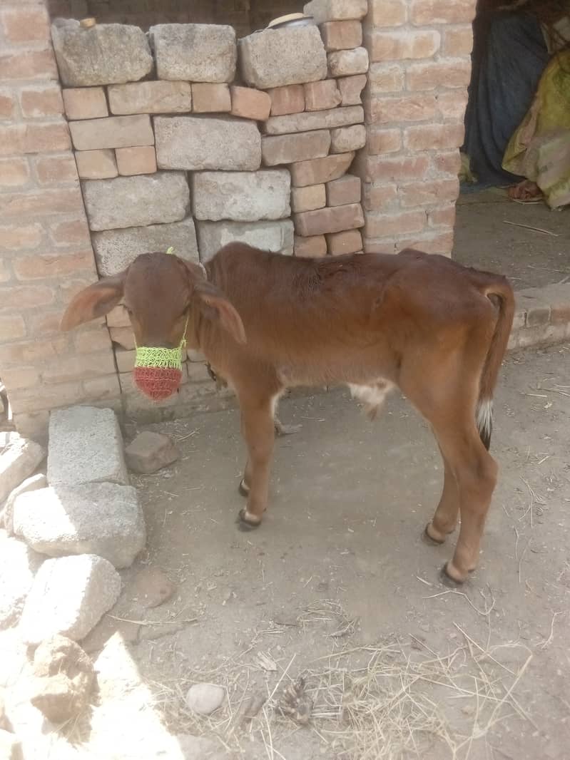 Cow for sale Cholistani jersey Cross 3