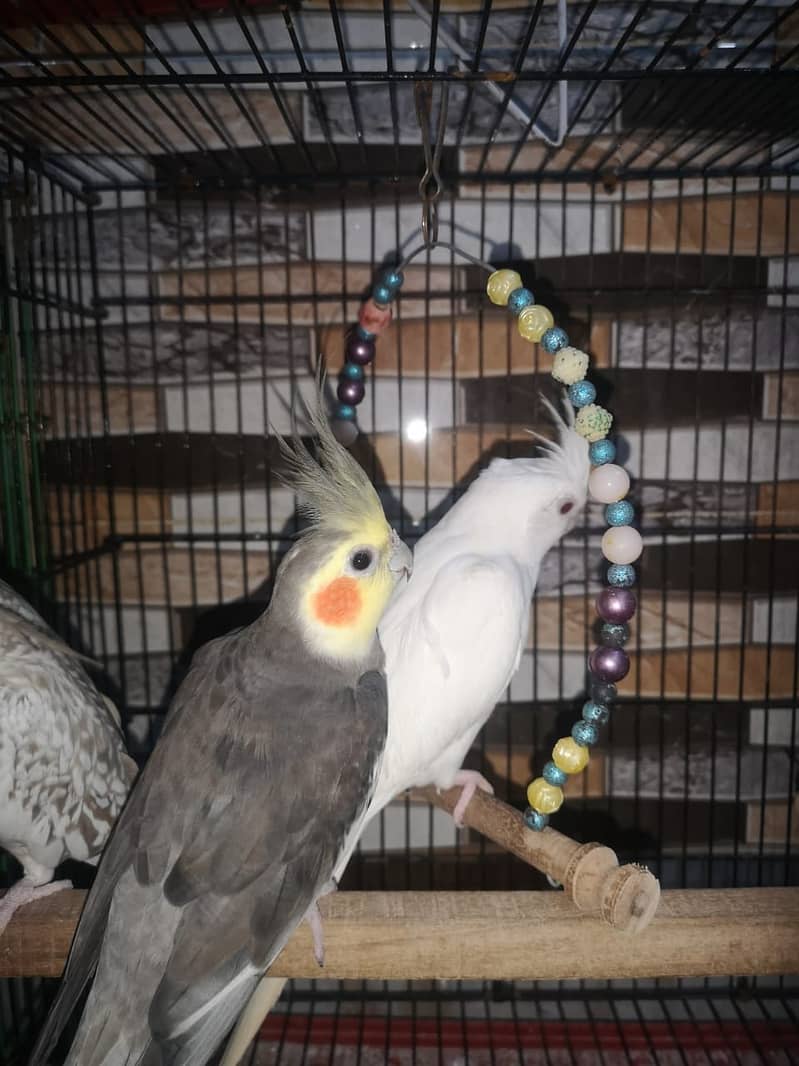 Urgent Two Cocktails breeder pairs 1