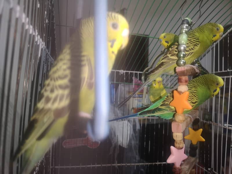 Urgent Two Cocktails breeder pairs 5