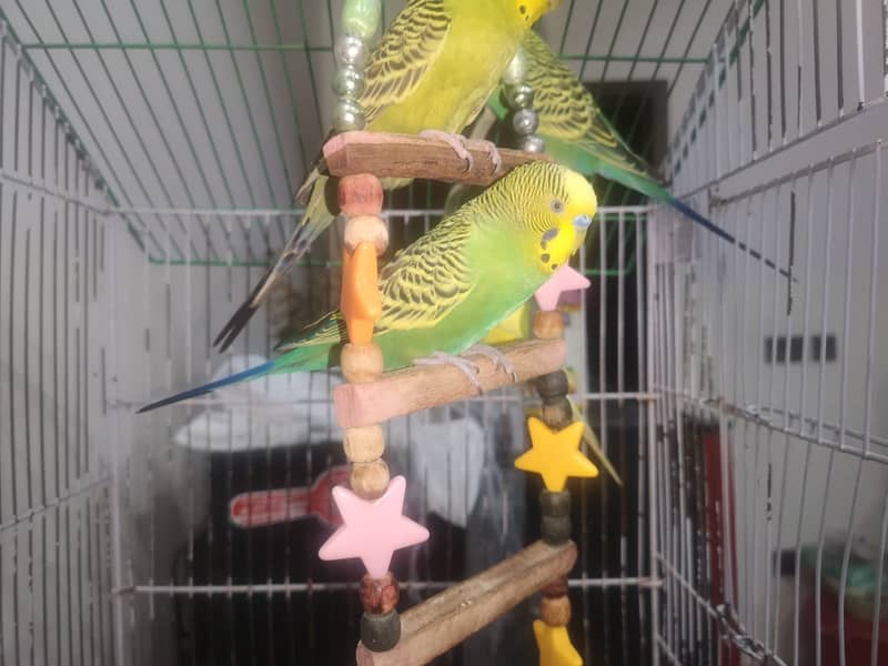 Urgent Two Cocktails breeder pairs 6