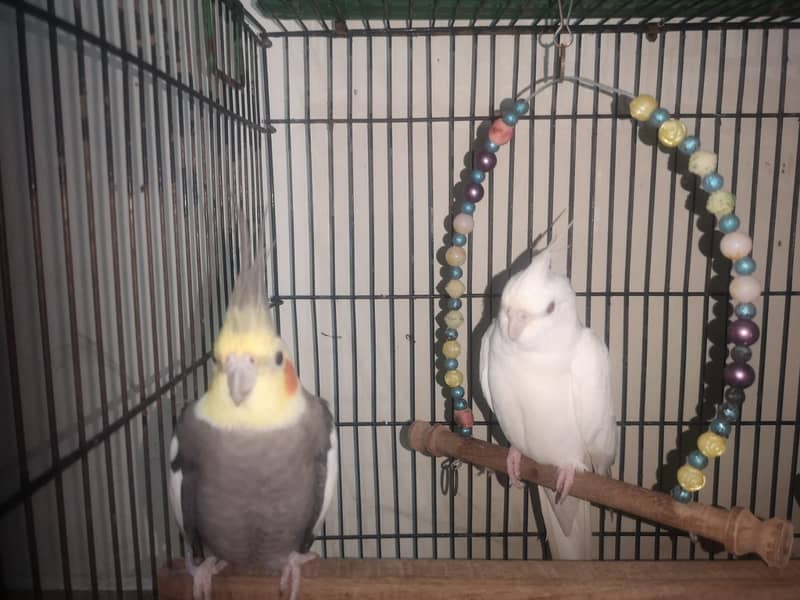 Urgent Two Cocktails breeder pairs 11