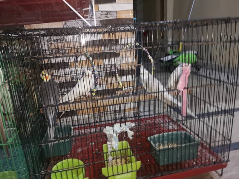 Urgent Two Cocktails breeder pairs 12