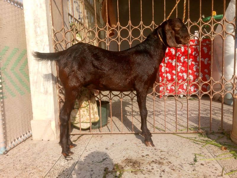 Munda rajanpuri bakra Gulabi larkana Dumba for sale 8