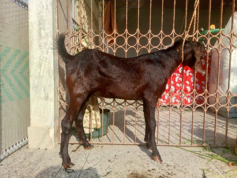 Munda rajanpuri bakra Gulabi larkana Dumba for sale 10