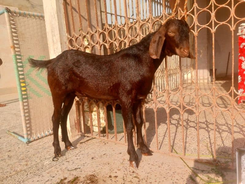 Munda rajanpuri bakra Gulabi larkana Dumba for sale 12