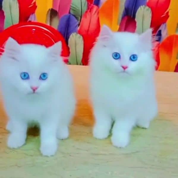 Persian cat for sale my WhatsApp number 03468444939 0