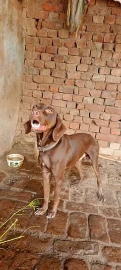 pointer dogs family pet