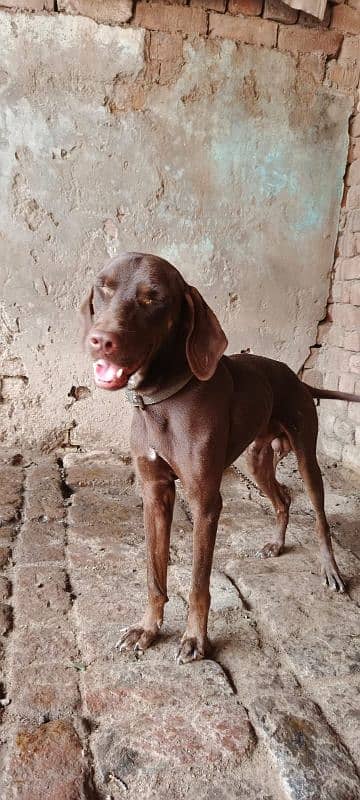 pointer dogs family pet 2