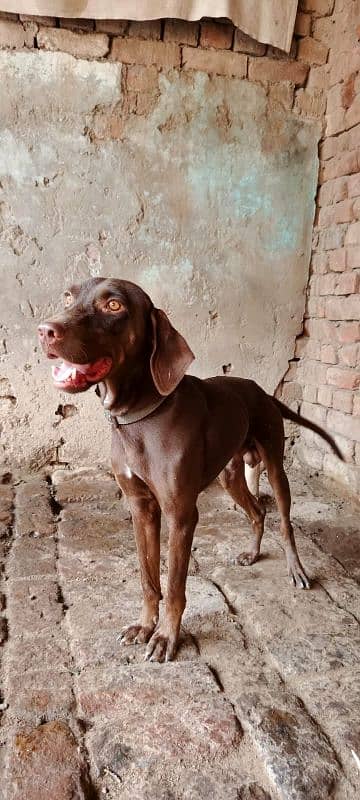 pointer dogs family pet 5