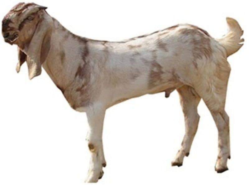 Goats and Bakray home delivery available for Aqiqa  etc 0