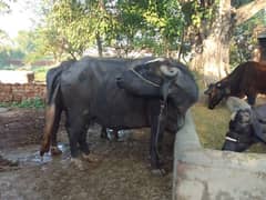 neeli ravi buffalo