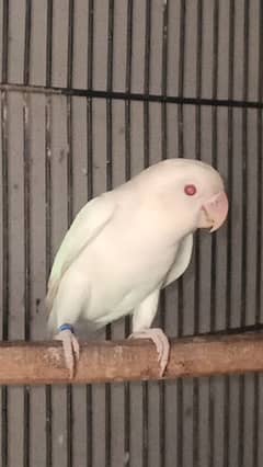 Albino Red eye Ready To breed male and Female available