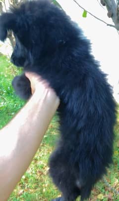 Black German Shephard Vaccinated