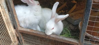 angora rabbit pair male female both high quality and extreme fur