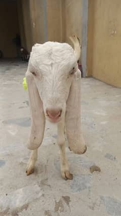 RAJANPURI GULABI GOAT 0