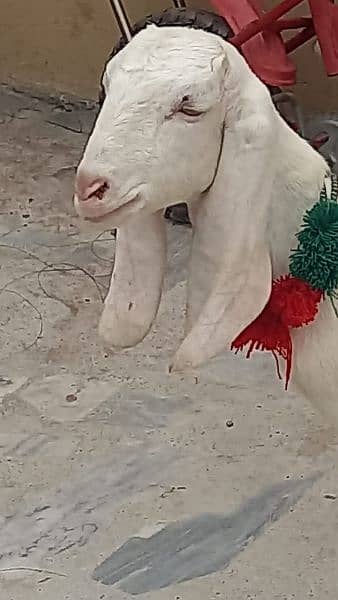 RAJANPURI GULABI GOAT 1