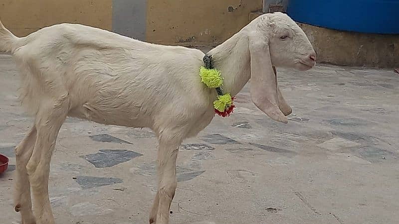 RAJANPURI GULABI GOAT 2