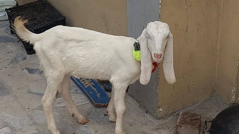 RAJANPURI GULABI GOAT 3