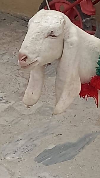 RAJANPURI GULABI GOAT 5