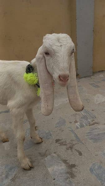 RAJANPURI GULABI GOAT 6