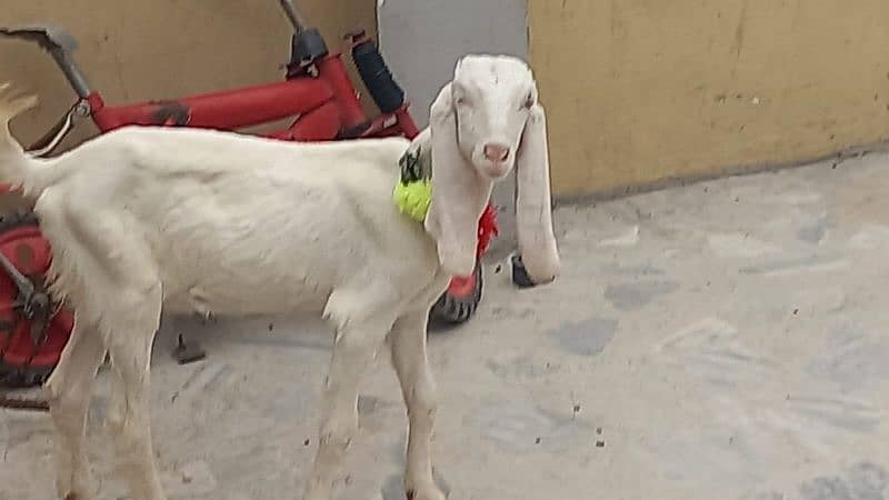 RAJANPURI GULABI GOAT 7