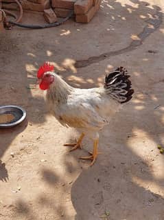 1kg 2 male hen 03057444601 contact