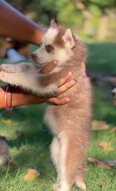 husky male and female available