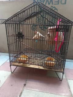 Orange finches breeder pair 0