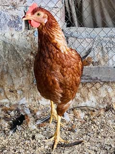 Golden|Misri|Pathi|female|Chicks|Desi egg laying hen| Murgi|chuzay