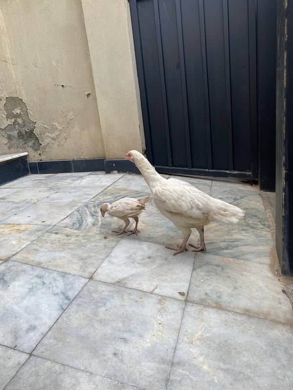 hen and chicks 0