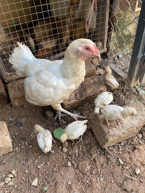 hen and chicks 1