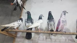 Goldan taddi sialkoti pigeons for sale.