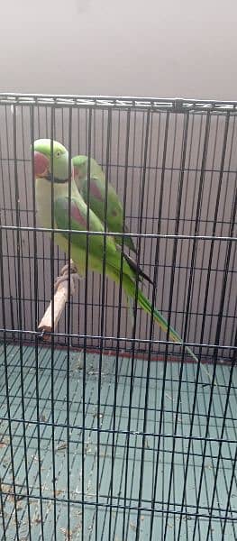 Raw parrots Pair 4