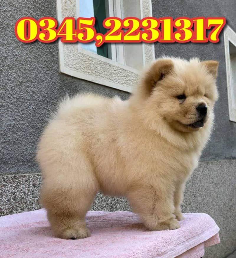 Chow Chow Puppy (03452231317) 3