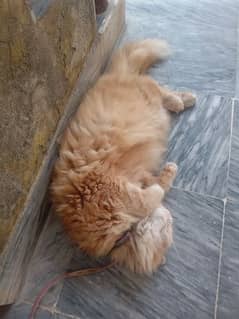 female Persian cat for sale