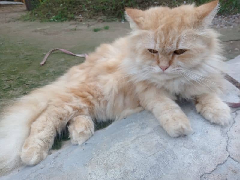 female Persian cat for sale 2