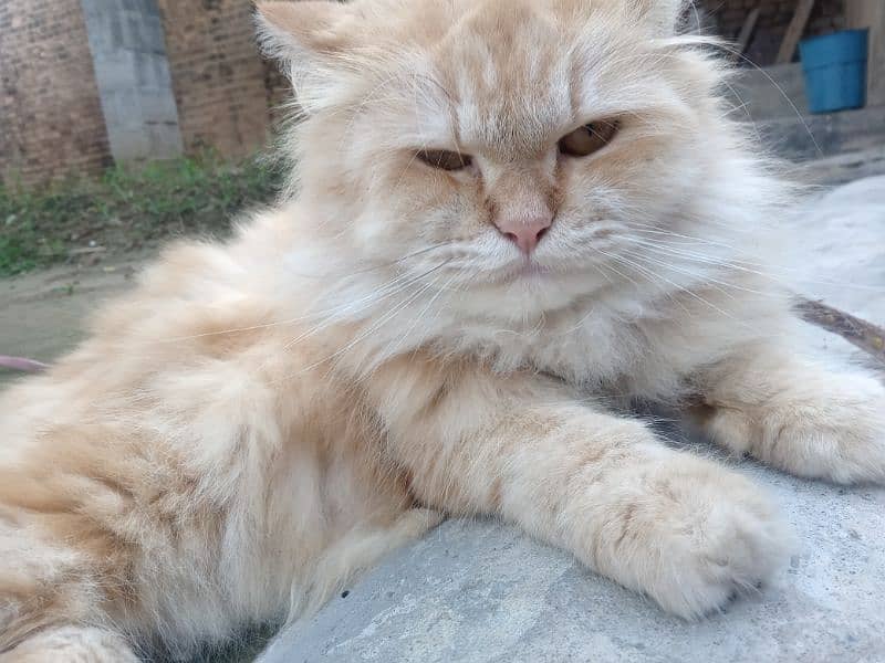 female Persian cat for sale 3