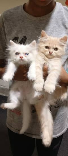 all kind have kitten and adult cat available