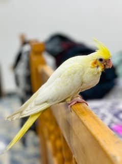 common white cockatiel parrot for sale +92 307 7937699